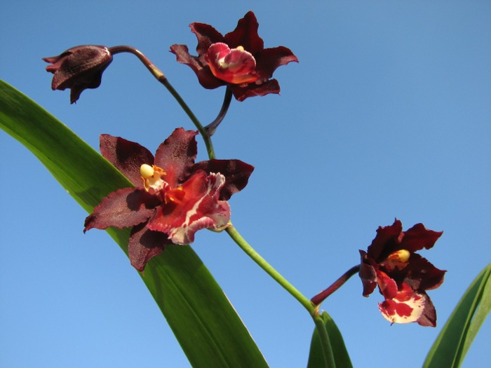 Wilsonara Wicked 'Red Head'.JPG