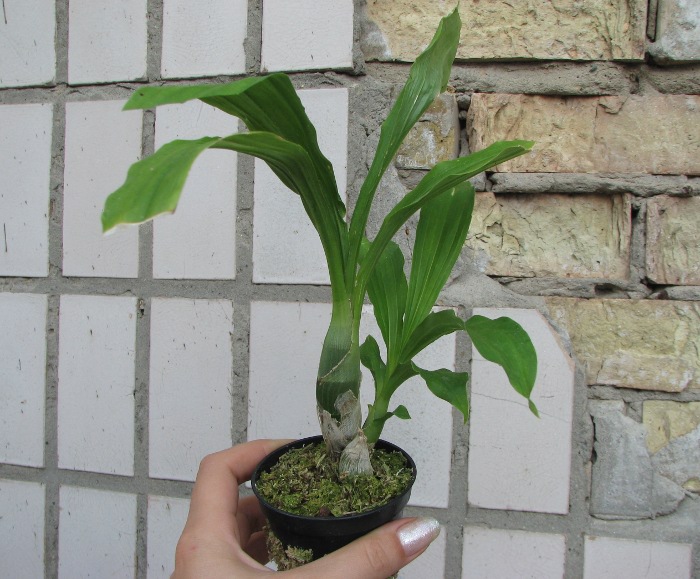 Catasetum pileatum 'Oro Verde'.JPG