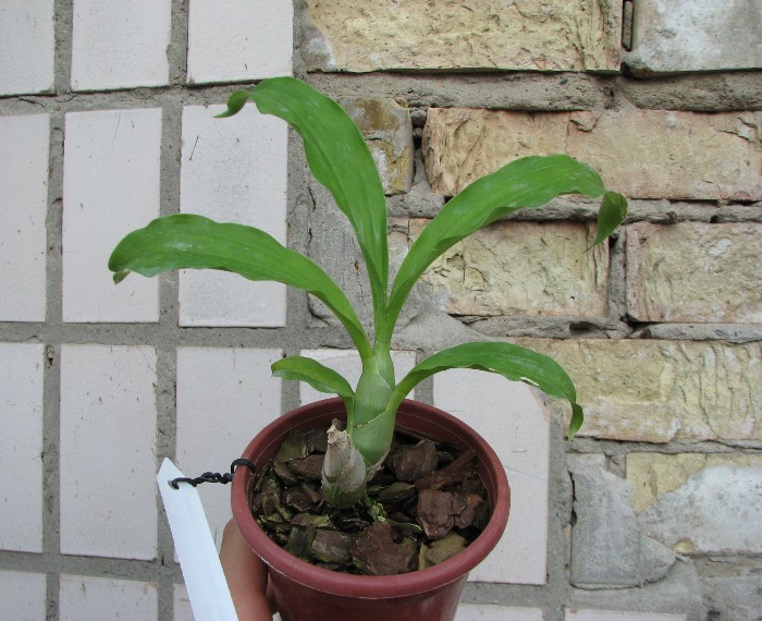Catasetum pileatum 'Jumbo Green Gold'.JPG