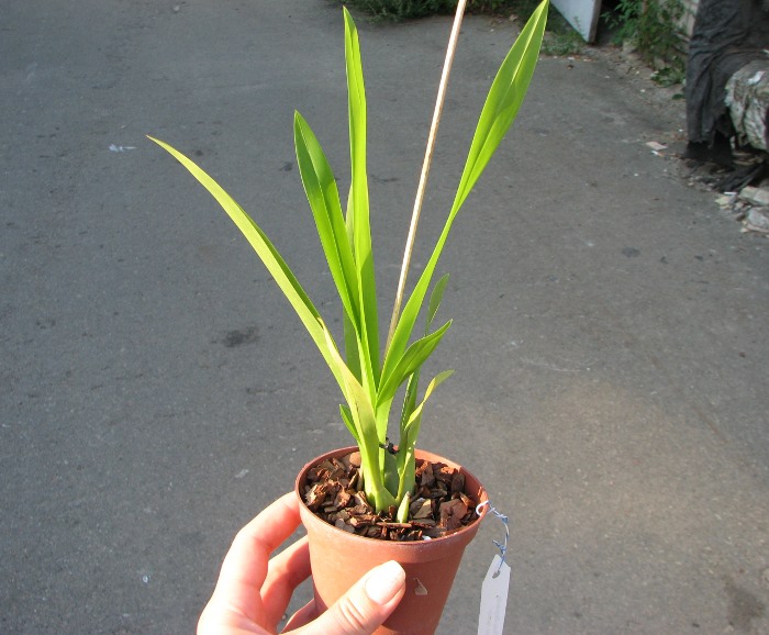 Oncidium Tsiku Marguerite 'Romantic Fantasy'.JPG