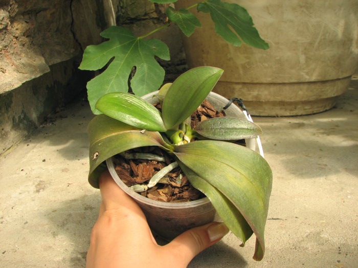 Phalaenopsis Mini Mark.JPG