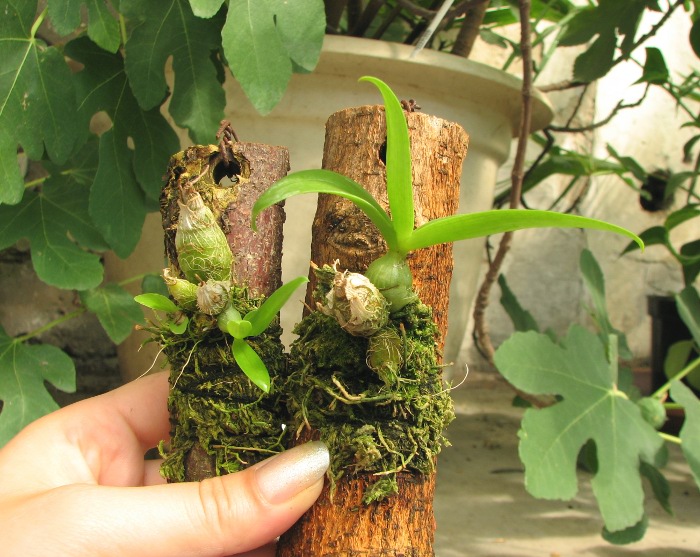 Dendrobium peguanum.JPG