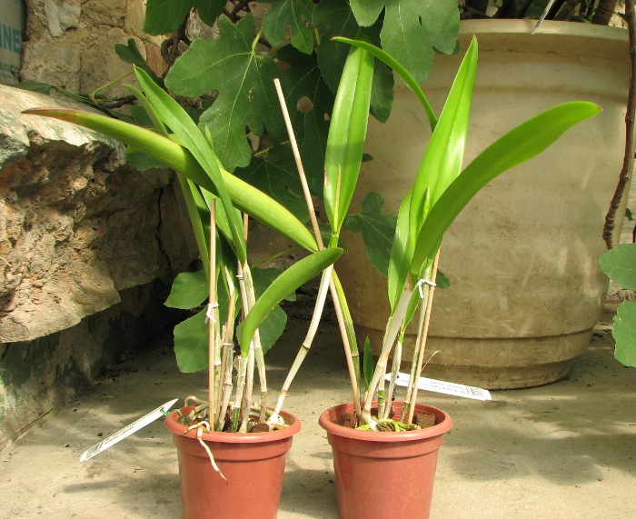 Brassocattleya Binosa 'Lynn' x Cattleya Fascelis 'Autumn Leaves'.JPG