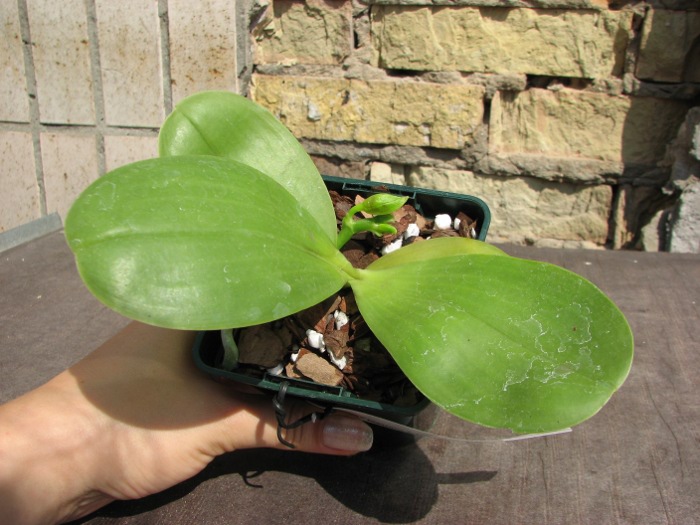 Phalaenopsis (Gelblieber x mariae).JPG