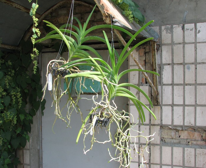Vanda Chaiya x Vanda Sankamphaeng.JPG