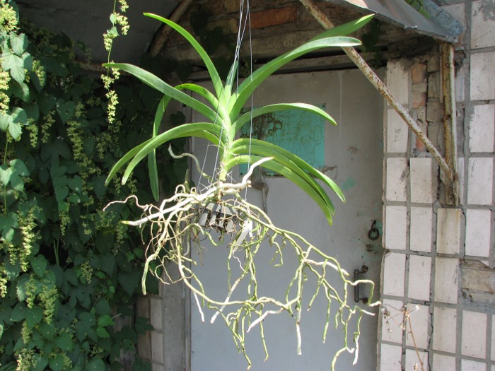 Vanda Vivan x Ascda Kultana Flame.JPG