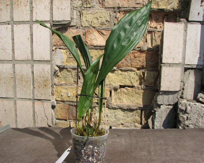 Sievekingia reichenbachiana.JPG