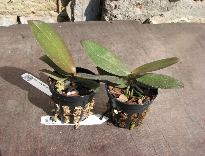 Phalaenopsis Tying Shin Smart.JPG