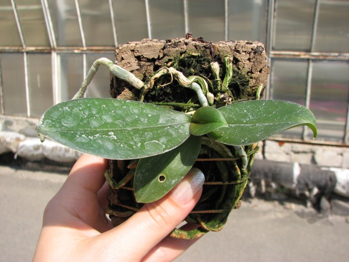 Phalaenopsis Mini Mark.JPG
