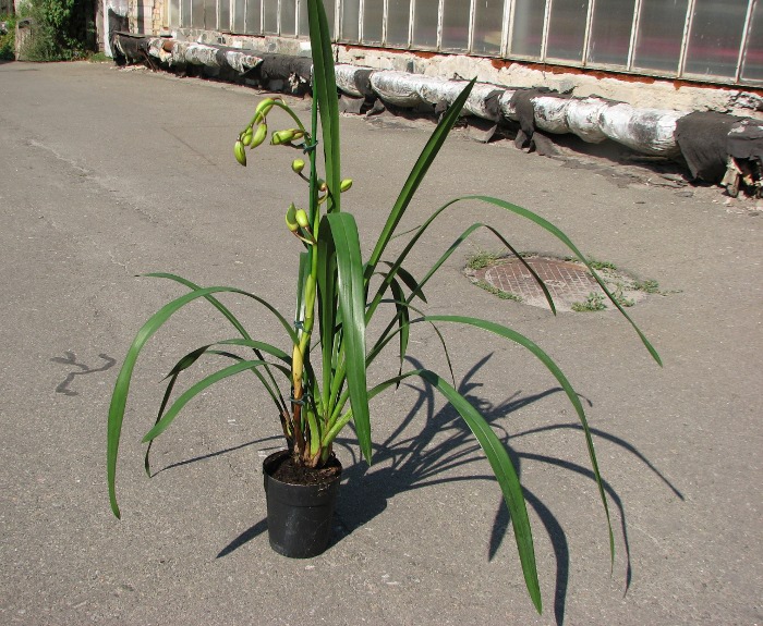 Cymbidium Christmas Beauty.JPG
