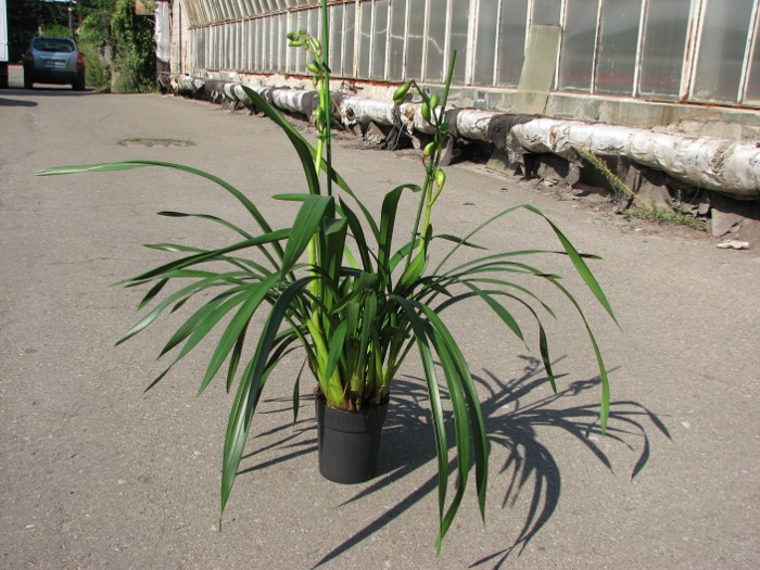 Cymbidium Valya Craig.JPG