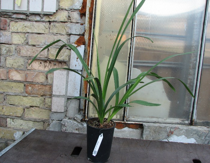 Cymbidium Kiwi Midnight.JPG