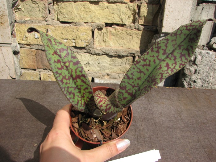 Psychopsis Mendenhall 'Hildos'.JPG