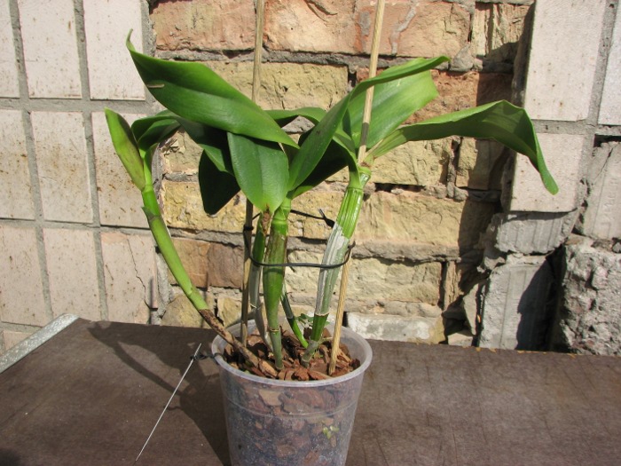 Sophrolaeliocattleya Tutankamen 'Pop' (C. Chocolate Drop x Slc. Mae Hawkins).JPG