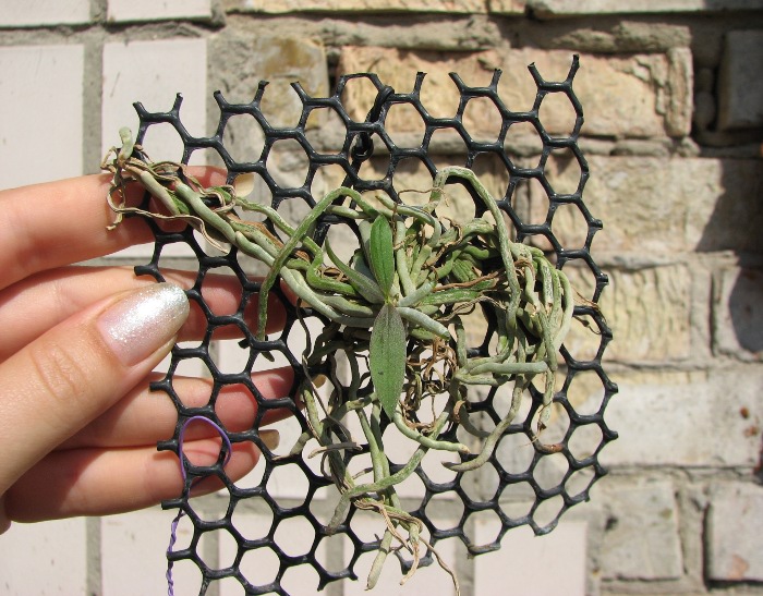 Chiloschista lunifera.JPG