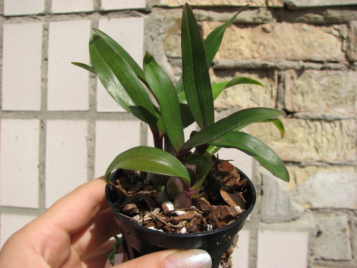 Dendrobium Hibiki (laevifolium x bracteosum).JPG