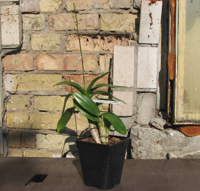 Dendrobium Jairak Min 'Mangosteen'.JPG