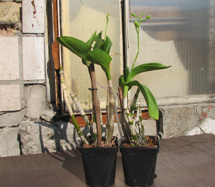 Dendrobium Kultana Fancy.JPG