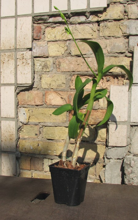Dendrobium Nopporn Starbright.JPG