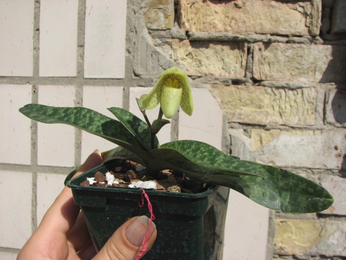 Paphiopedilum concolor.JPG