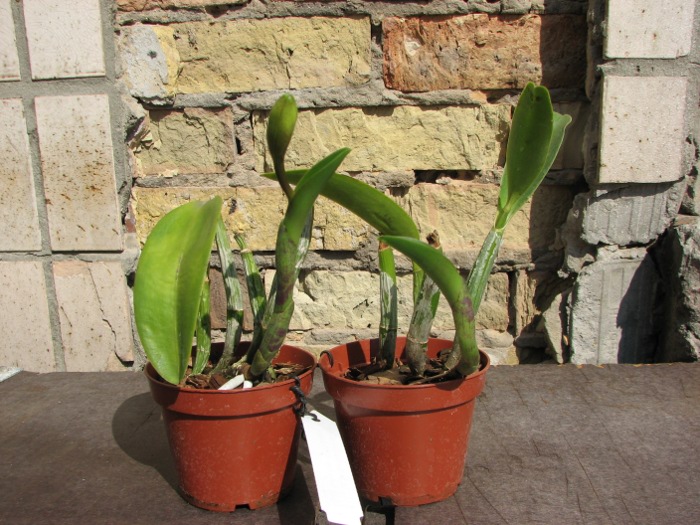 Laeliocattleya Nora's Melody 'Hsinying' (Love Knot x Little Dipper).JPG