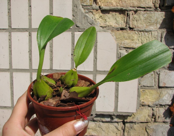 Bulbophyllum lobbii.JPG
