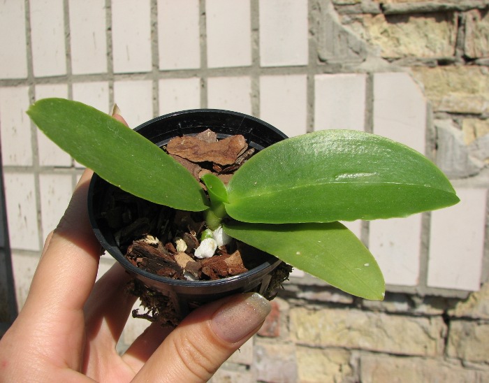 Phalaenopsis Natasha 'Aiko'.JPG