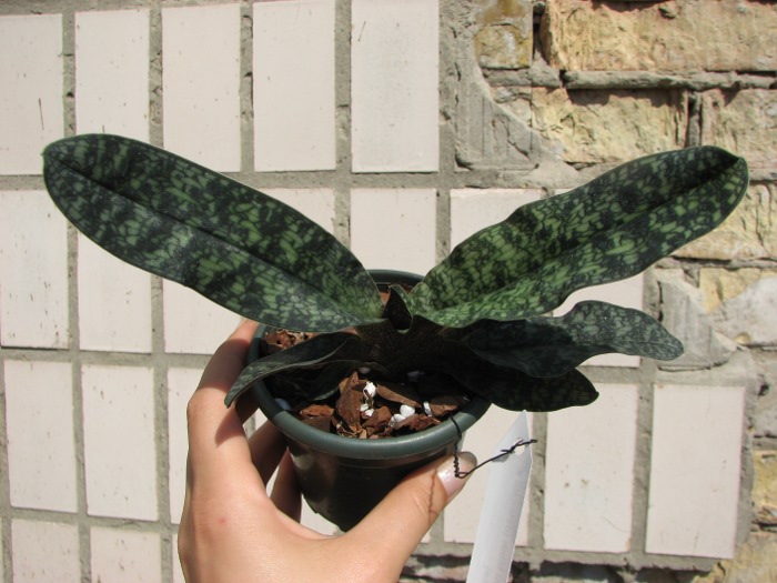 Paphiopedilum Ho Chi Minh (delenatii x vietnamense).JPG