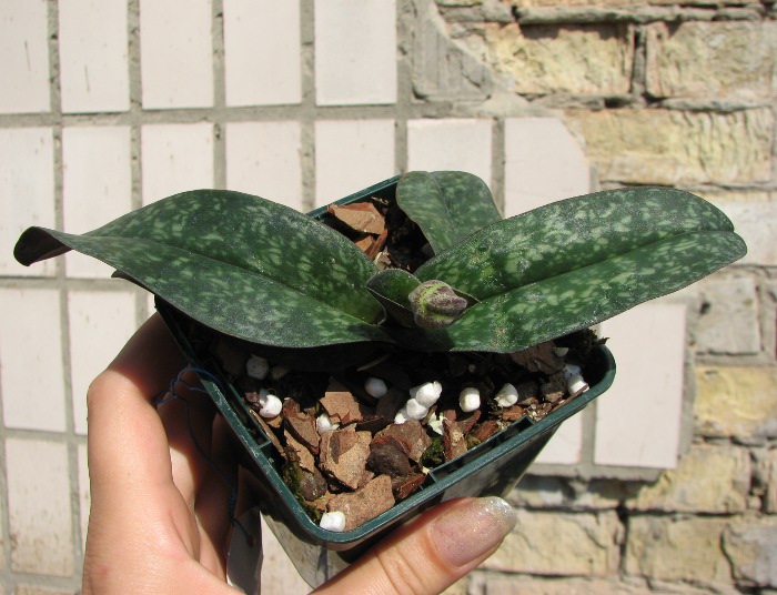 Paphiopedilum godefroyae.JPG