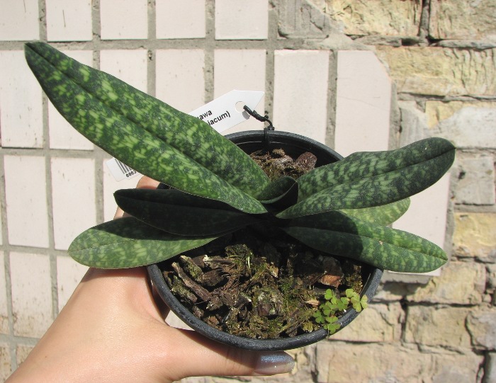 Paphiopedilum Norito Hasegawa (malipoense x armeniacum).JPG