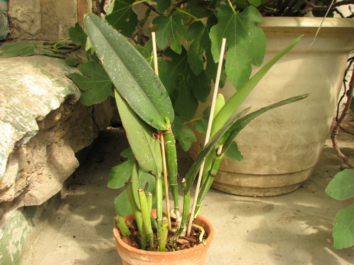 Cattleya maxima.JPG