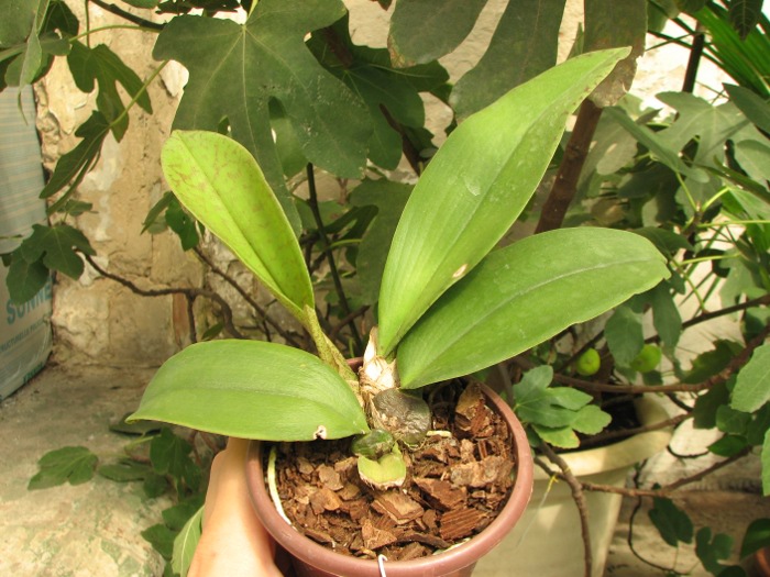 Oncidium papilio.JPG