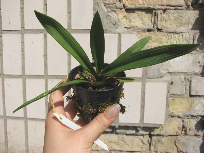 Ionopsis utricularioides.JPG