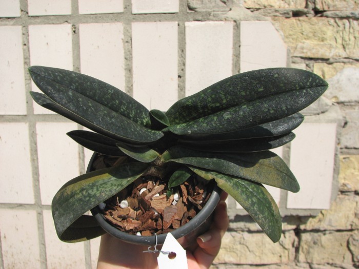 Paphiopedilum Magic Lantern (micranthum x delenatii).JPG