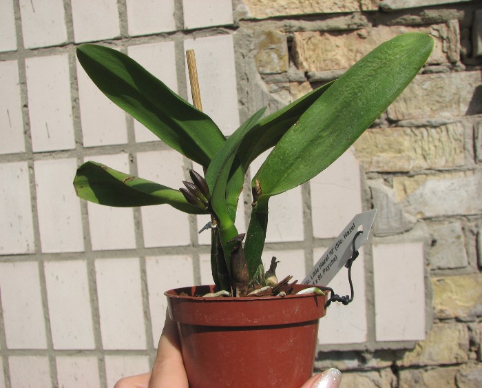 Sophrolaeliocattleya Little Hazel 'M' (Slc. Hazel Boyd x Sl. Psyche).JPG