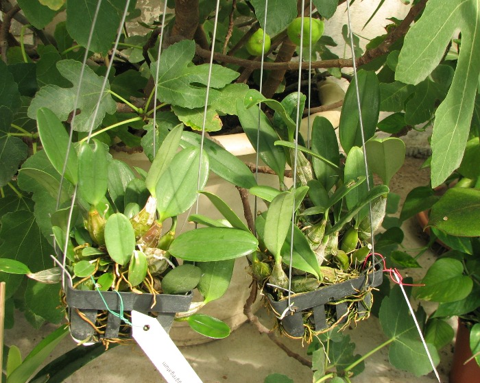 Dendrobium aggregatum.JPG