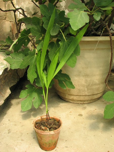 Bletilla striata.JPG