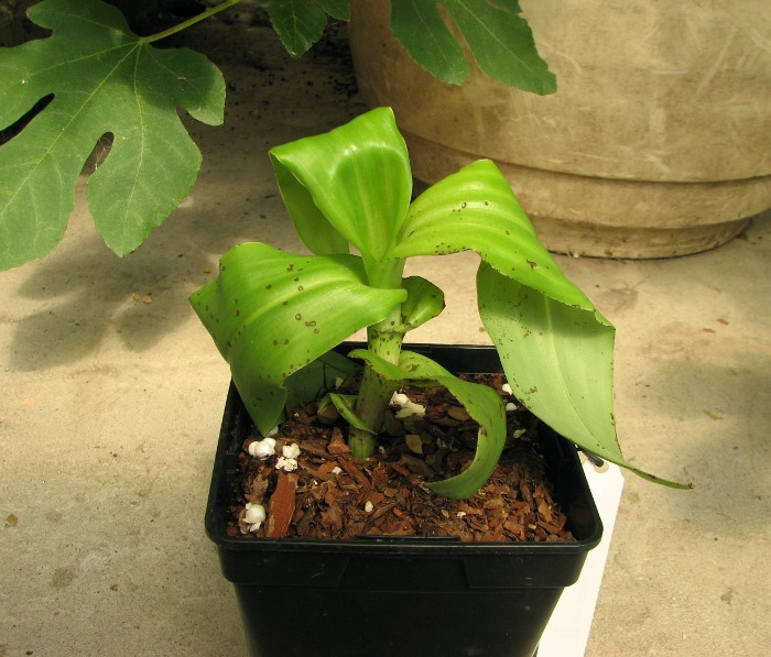 Pecteilis susannae.JPG
