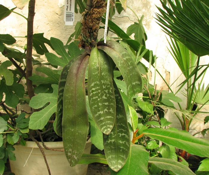 Phalaenopsis schilleriana var. immaculata.JPG