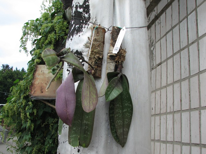 Phalaenopsis schilleriana.JPG