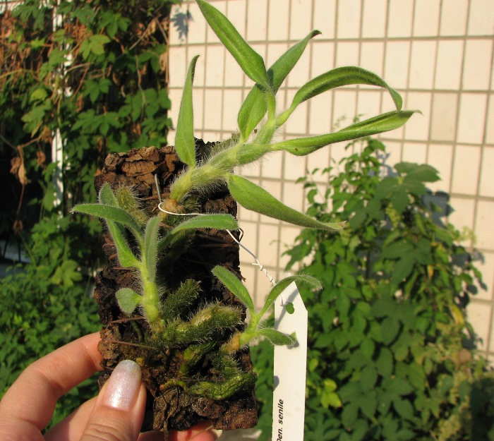 Dendrobium senile.JPG