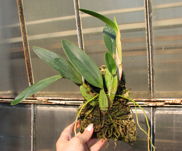 Laelia anceps guerrero x Laelia rubescens.JPG