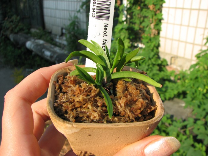 Neofinetia falcata Hime Manjushage.JPG