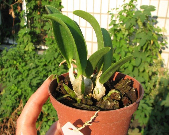 Laelia alaori x praestans.JPG
