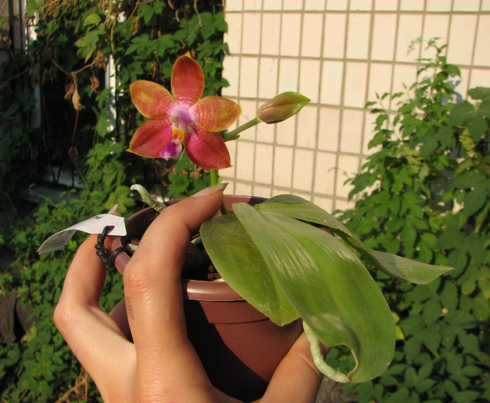 Phalaenopsis amboinensis x Phalaenopsis Penang Girl.JPG