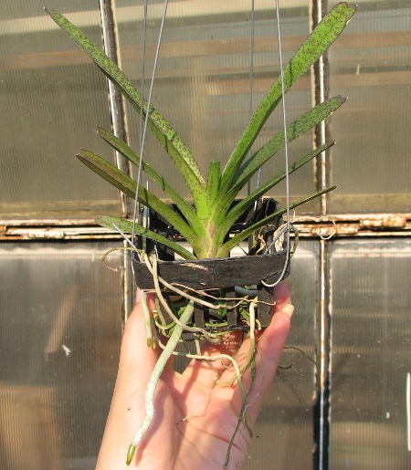 Ascocentrum ampullaceum.JPG