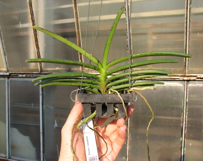 Ascocentrum miniatum.JPG
