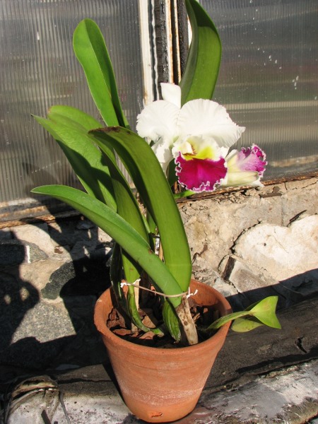 Brassolaeliocattleya Chian Tzy Lass.JPG