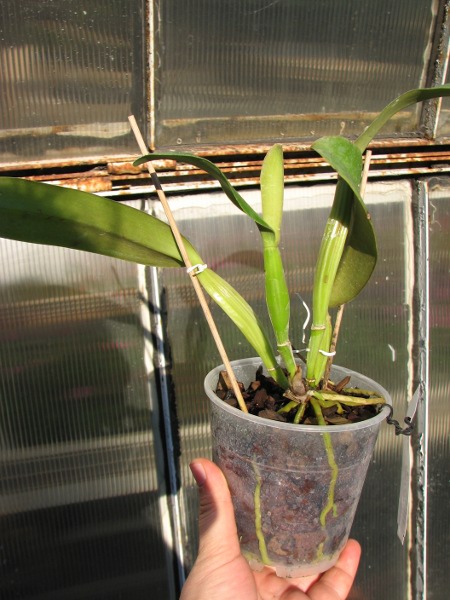 Cattleya jenmanii coerulea 'Pedra Azul' x SELF.JPG