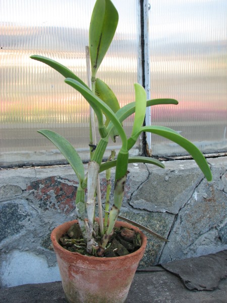 Cattleya bowringiana coerulea.JPG
